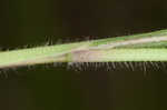 Wiry panicgrass